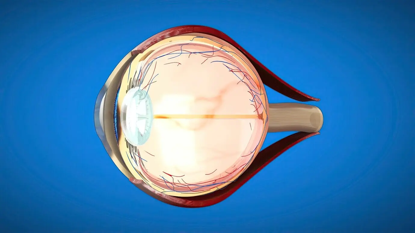 Three-dimensional anatomical model of an eye